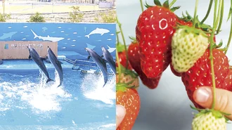 【B賞　15ポイント獲得】仙台うみの杜水族館 ペア入館券 または ケロケロの杜 いちご狩りペア券（5